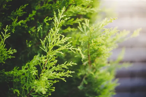 柏树,绿色,自然,植物,常绿,园林,美丽的光,入射光 柏树,绿色,自然,植物,常绿,园林,美丽的光,入射光