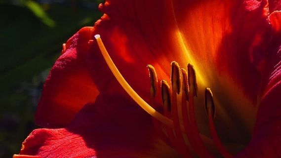 美国新泽西州罗格斯花园夏季的黄花菜