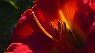 美国新泽西州罗格斯花园夏季的黄花菜