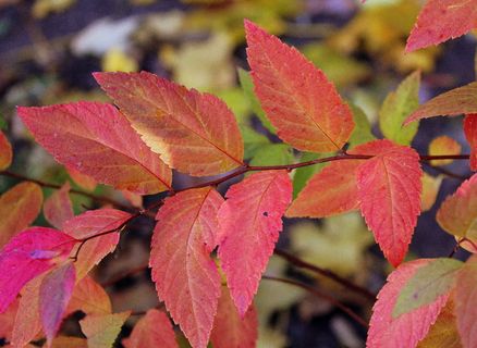 红色, 传单, 新鲜, 秋季, 一年四季, 性质, 11 月, 枝