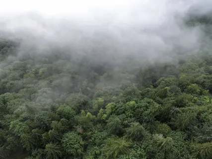 树木,涂层,雾,自然,景观,森林,森林,树木 树木,涂层,雾,自然,景观,森林,森林,树木