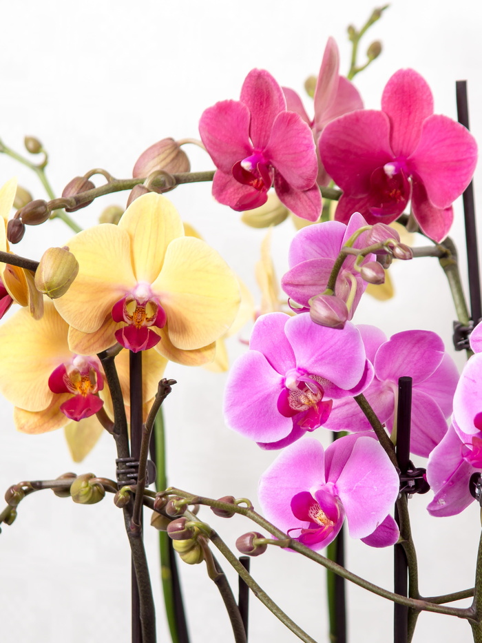 蝴蝶兰，蝴蝶兰，兰花，热带，粉红色，花朵，花朵，植物