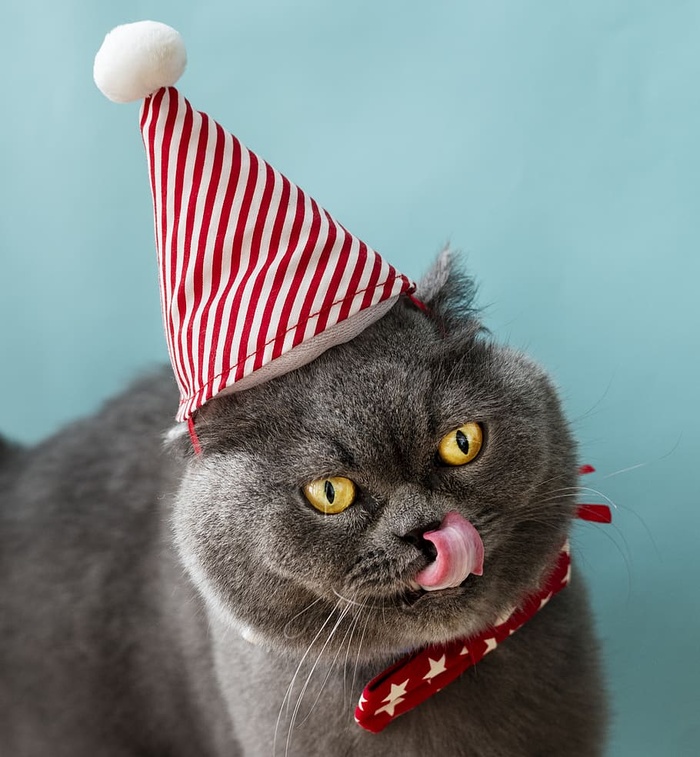 灰色沙特尔猫，戴着红白相间的派对帽，舔着鼻子