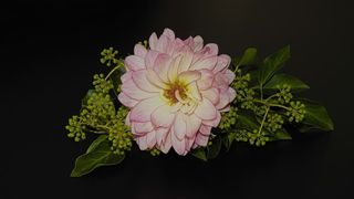 大丽花，花朵，花朵，常春藤，静物，植物，粉色，白色