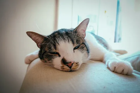 猫睡在米色表面的特写照片 猫睡在米色表面的特写照片