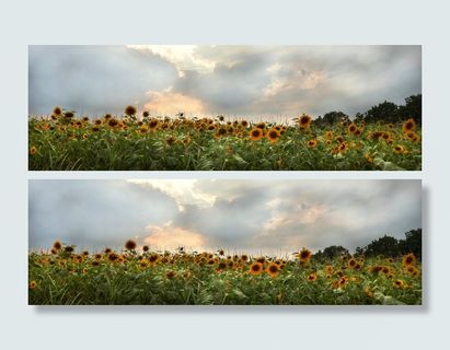 向日葵田，全景，摄影，太阳花，花，向日葵，夕阳，abendstimmung