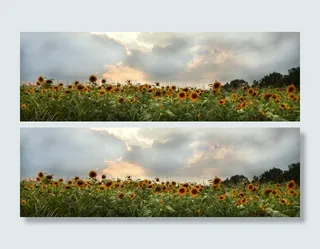 向日葵田，全景，摄影，太阳花，花，向日葵，夕阳，abendstimmung