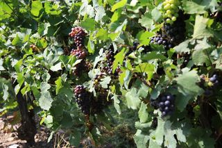 葡萄，葡萄园，葡萄，酿酒厂，水果，自然，景观，葡萄藤