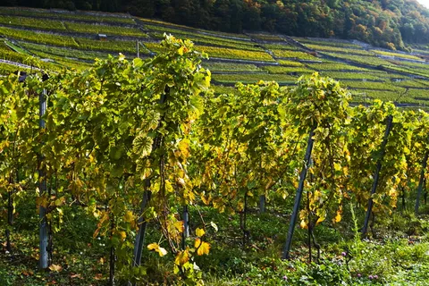 藤蔓，庭院，葡萄，瑞士，生长，植物，土地，农业