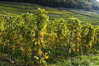 藤蔓，庭院，葡萄，瑞士，生长，植物，土地，农业