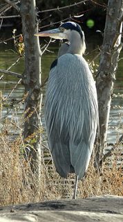 美国，北波托马克，鸟类，大蓝鹭，鸟类，动物主题，一种动物，脊椎动物