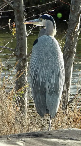 美国，北波托马克，鸟类，大蓝鹭，鸟类，动物主题，一种动物，脊椎动物
