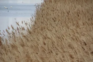 湖、植物、水、芦苇、河岸、田园诗、大自然、树叶