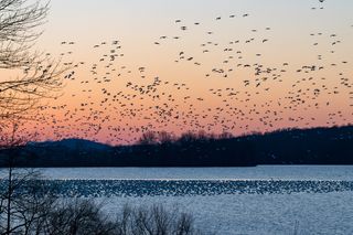美国，史蒂文斯，中溪野生动物管理区，天空，鸟类，橙色天空，湖泊，迁徙