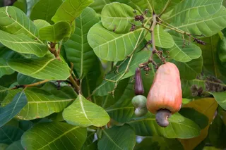 腰果, 腰果树, 腰果, 热带树, 热带地区, 叶, 植物部分, 植物