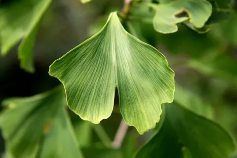浅, 聚焦摄影, 绿色, 叶, 银杏, 银杏, 片材, 厂 浅, 聚焦摄影, 绿色, 叶, 银杏, 银杏, 片材, 厂