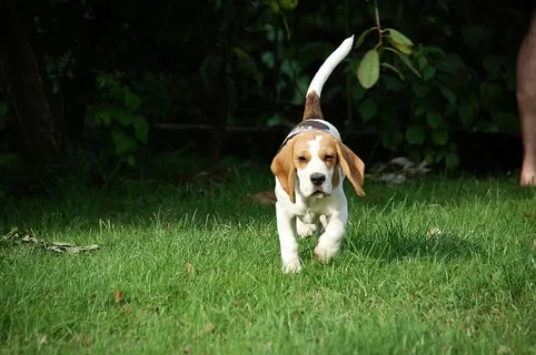 狗,小狗,小猎犬,小狗,动物,品种,比格尔,动物 狗,小狗,小猎犬,小狗,动物,品种,比格尔,动物