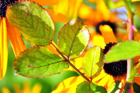 叶，彩色，开花，开花，宏观，植物部分，植物，生长