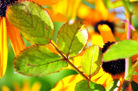 叶，彩色，开花，开花，宏观，植物部分，植物，生长