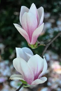 木兰,花,春天,自然,花园,开花植物,脆弱,脆弱 木兰,花,春天,自然,花园,开花植物,脆弱,脆弱