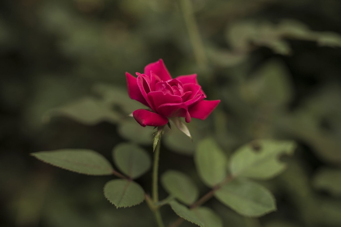 玫瑰，红色，花，开花，开花，植物，玫瑰，红色，花瓣