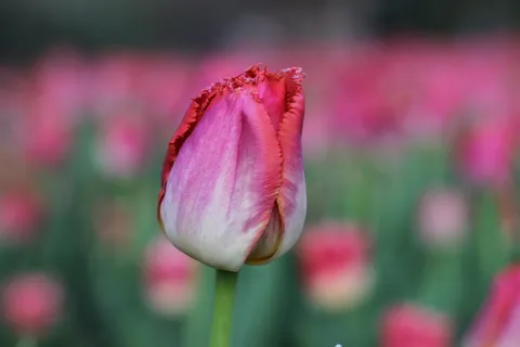 郁金香,春天,粉色,花朵,自然,植物,生长,粉色 郁金香,春天,粉色,花朵,自然,植物,生长,粉色