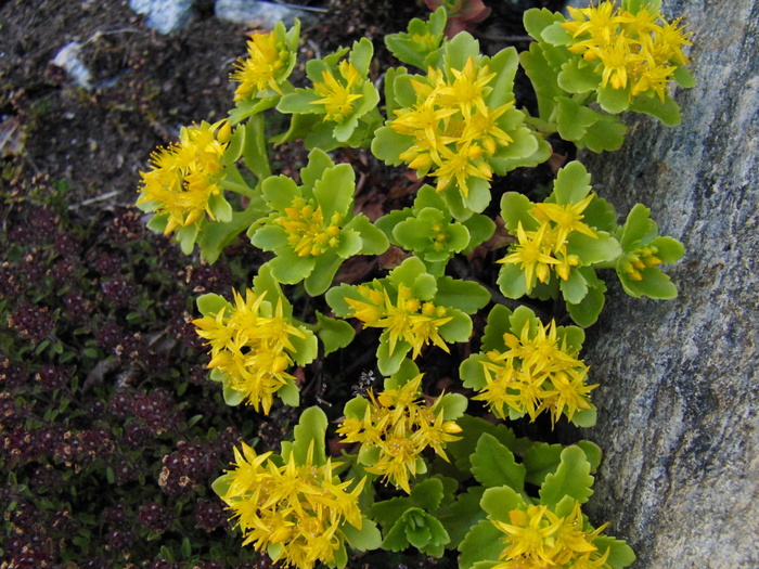 花，黄色，植物，花朵，花园，彩色，花瓣，植物