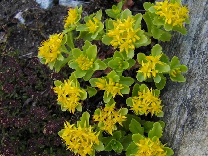 花,黄色,植物,花朵,花园,彩色,花瓣,植物 花,黄色,植物,花朵,花园,彩色,花瓣,植物