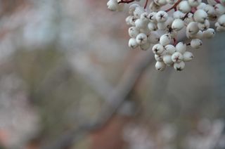 浆果，冬天，樱桃，叶子，新鲜，冬天，樱桃，叶子，自然