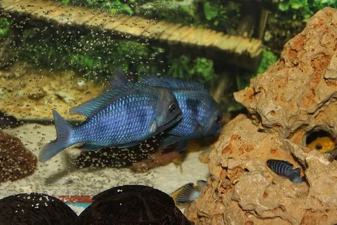 水族馆,鱼,小鱼,玩具爱好,氧气泡,动物,野生动物,野生动物 水族馆,鱼,小鱼,玩具爱好,氧气泡,动物,野生动物,野生动物
