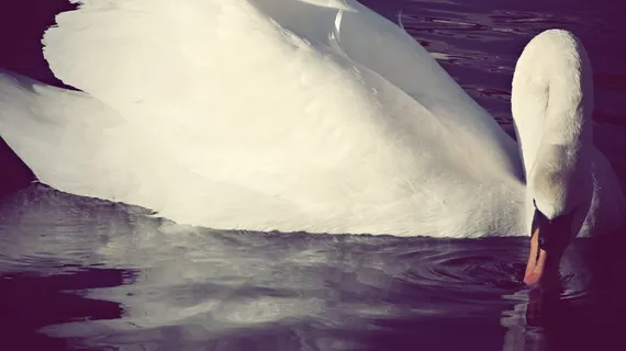 哥本哈根,丹麦,饮用水,水,湖泊,淡水,城市,自然 哥本哈根,丹麦,饮用水,水,湖泊,淡水,城市,自然