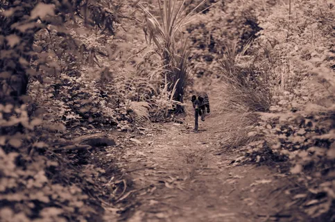 美国, 旧金山, 苏特罗塔, 狗, 黑色和白色, 运行, 树, 路径