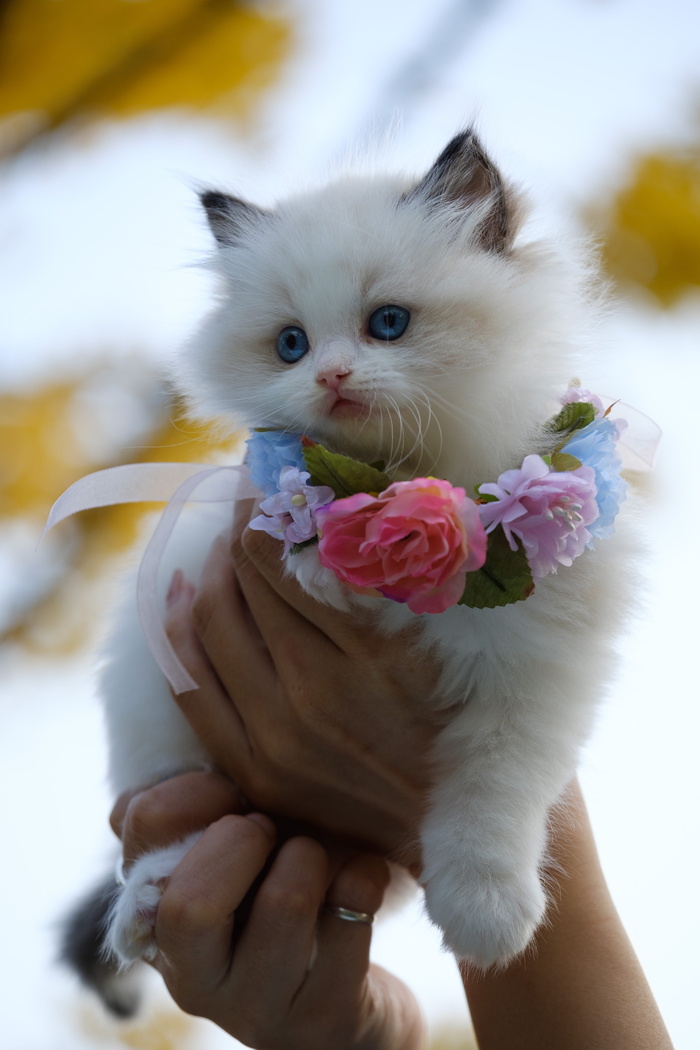拿着花项链的白色小猫的人