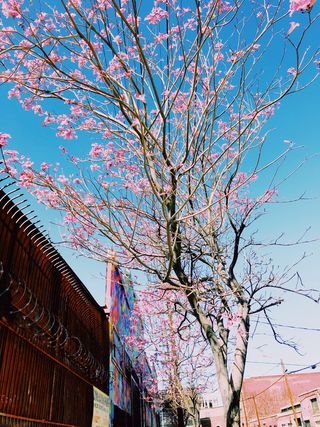 洛杉矶, 美国, 1324 palmetto st, 市中心, 艺术区, 自然, 树, 粉红色