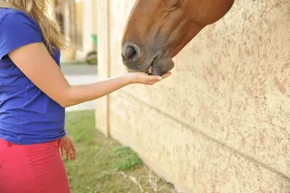 马，爱，理解，沟通，女孩，联系，联系，自然