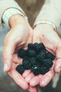 一把黑莓，农业，浆果，浆果，黑色，黑莓，黑莓，特写