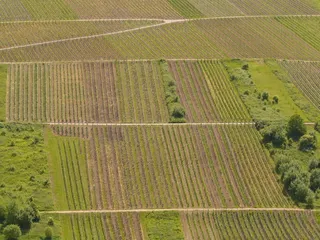 葡萄园，葡萄酒种植，葡萄酒，摩泽尔，摩泽尔葡萄酒桶，板岩，葡萄藤，梯田