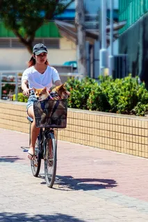 骑自行车的女人把狗放在篮子里 骑自行车的女人把狗放在篮子里