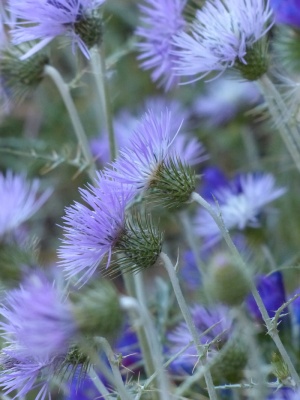 偷蓟，蓟，开花，开花，花，紫罗兰，紫色