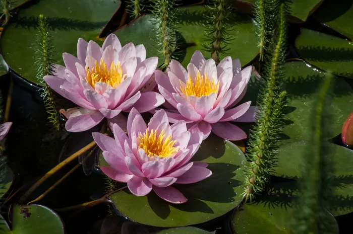 黄莲、睡莲、大自然、水生植物、池塘、罗森格斯湖、花朵、花朵