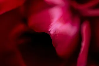 花，花，花瓣，植物，天竺葵，阳光，郁金香，叶