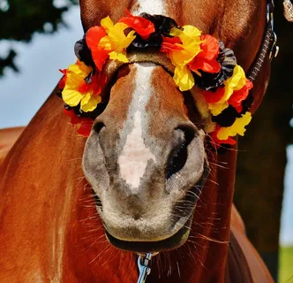 棕马配黄黑红花头饰