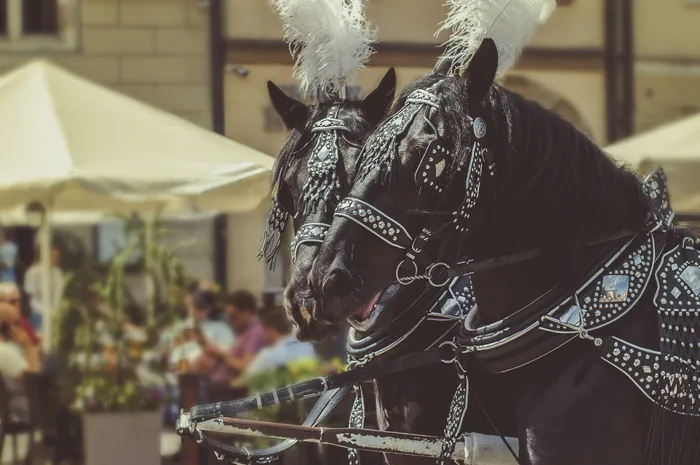 两匹穿着配饰的黑马