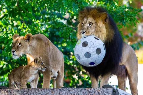 动物生活，哺乳动物，狮子，猫，动物，运动，愤怒，自然