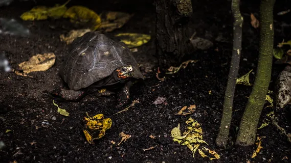 美国，Ashebro，北卡罗来纳州动物园，北卡罗来纳州，动物，夏天，瞬间，海龟