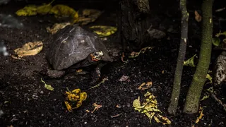 美国，Ashebro，北卡罗来纳州动物园，北卡罗来纳州，动物，夏天，瞬间，海龟