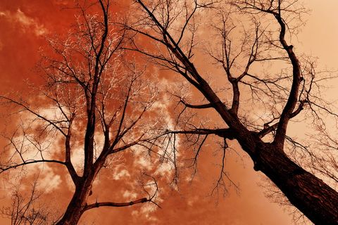 树，树顶，树干，树枝，光秃秃的树，冬天的树，斯塔克，天空