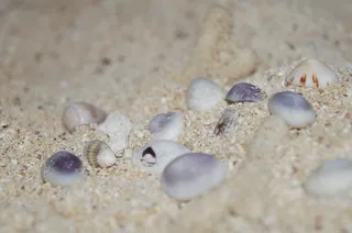 贝壳，白色，蓝色，活体，有机体，谷物，沙子，海滩