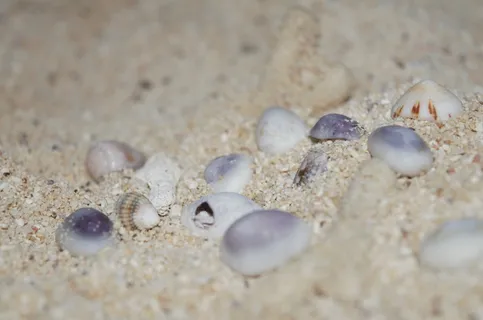 贝壳,白色,蓝色,活体,有机体,谷物,沙子,海滩 贝壳,白色,蓝色,活体,有机体,谷物,沙子,海滩