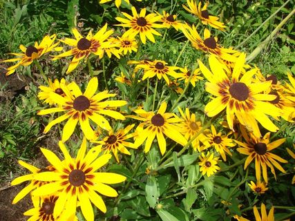 rudbeckia、hirta、flower、yellow、susan、blossom、brown、garden